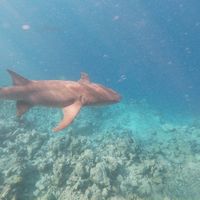 Dhiggiri Resort Maldive - 3