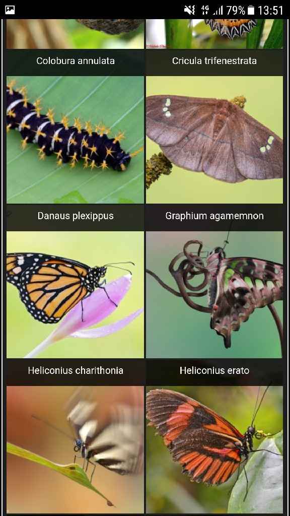  Farfalle tableau😱 - 3