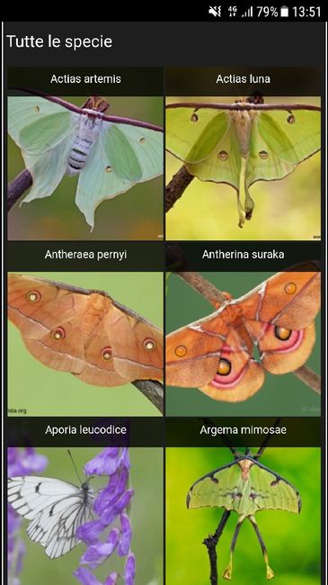  Farfalle tableau😱 - 1