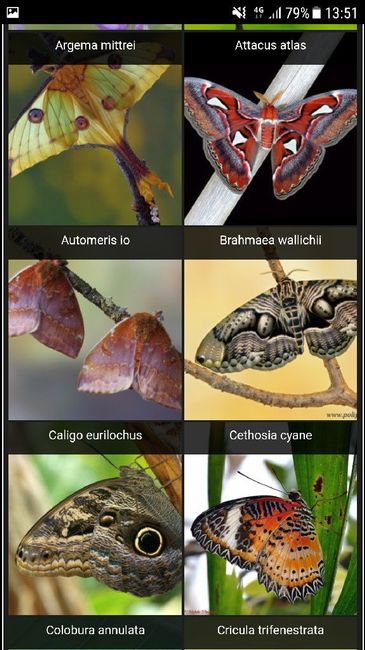  Farfalle tableau😱 - 2