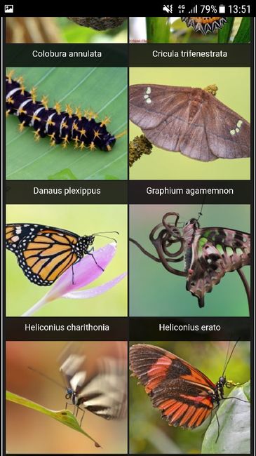  Farfalle tableau😱 - 3