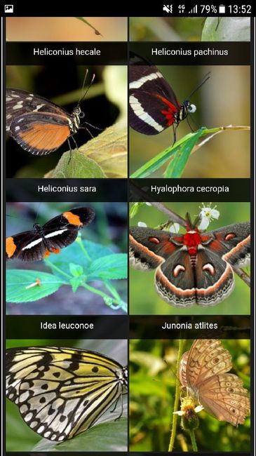  Farfalle tableau😱 - 4