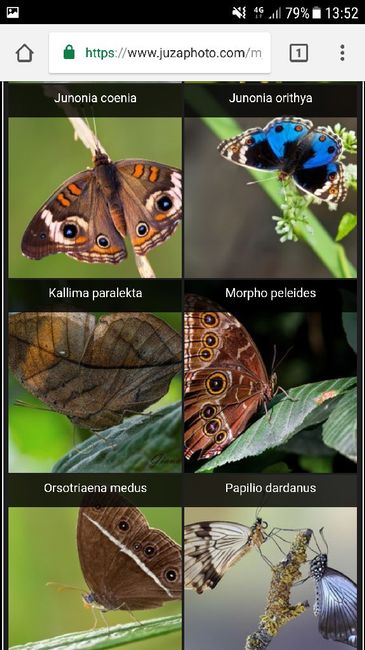  Farfalle tableau😱 - 5