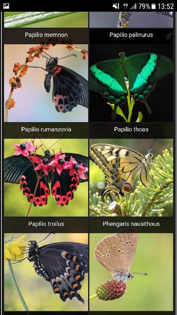  Farfalle tableau😱 - 6