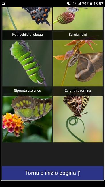  Farfalle tableau😱 - 7