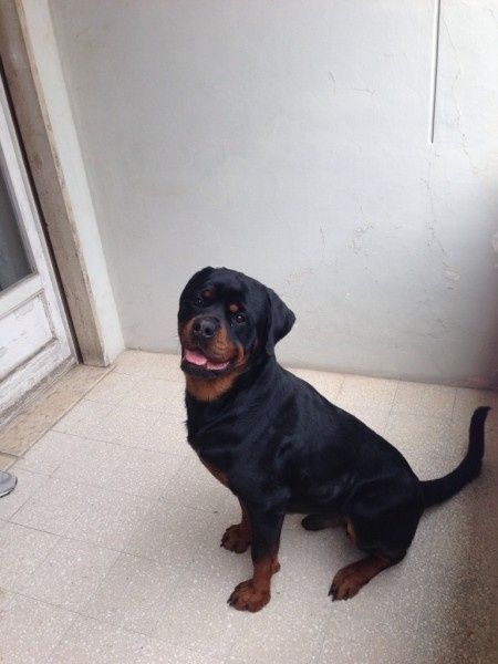 Too cute: i vostri amici animali - 1