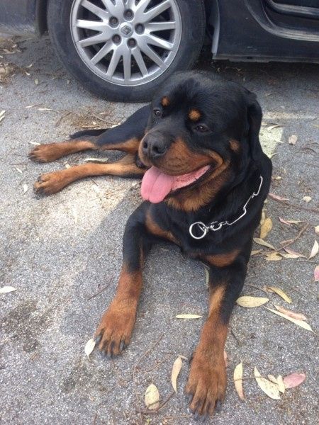 Too cute: i vostri amici animali - 2