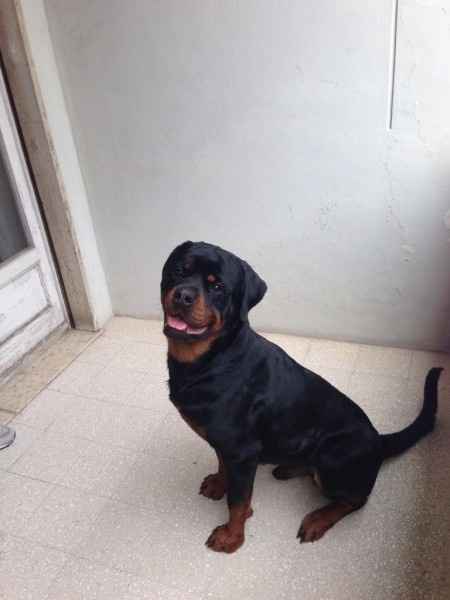 Too cute: i vostri amici animali - 1