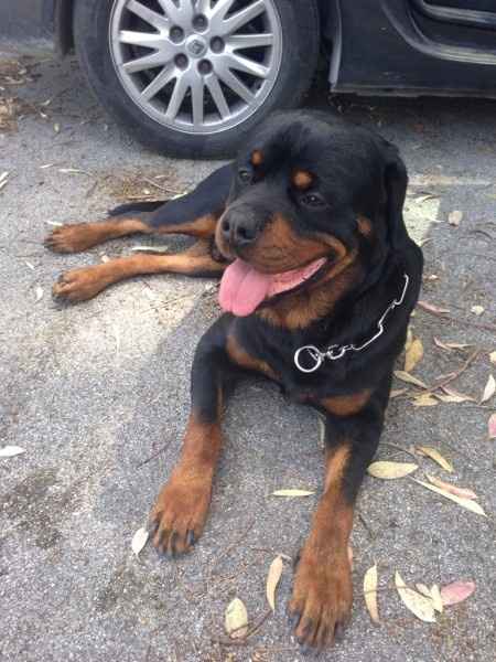 Too cute: i vostri amici animali - 2