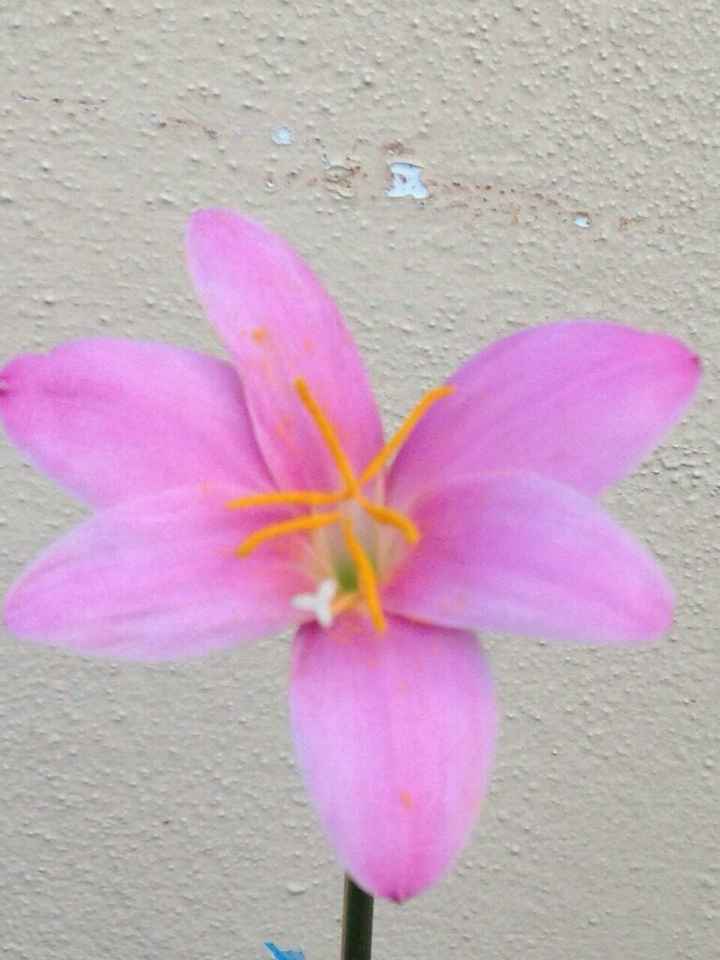 Bomboniere: mi fate vedere le vostre? - 2