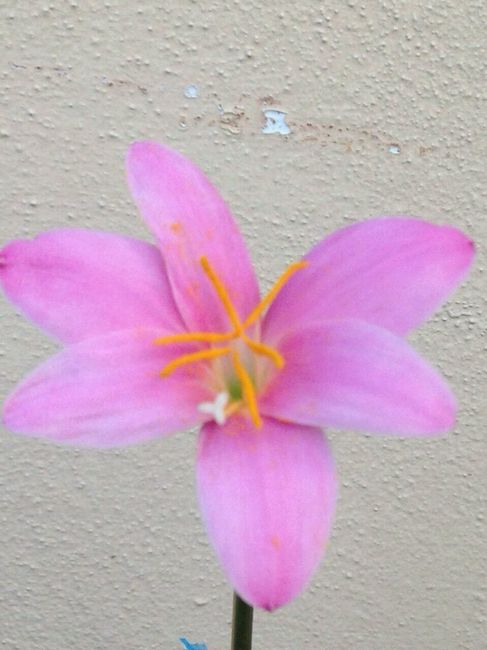 Bomboniere: mi fate vedere le vostre? - 2