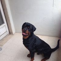 Too cute: i vostri amici animali - 1