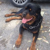 Too cute: i vostri amici animali - 2