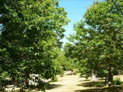 Il parco in cui ci sposeremo