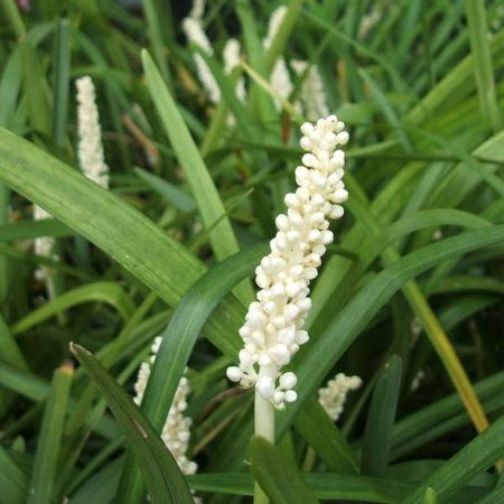 Scelta bouquet 💐 11