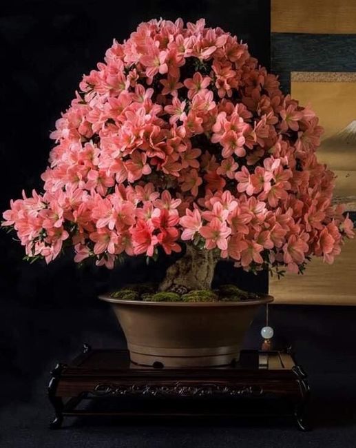 Bonsai bomboniere 1