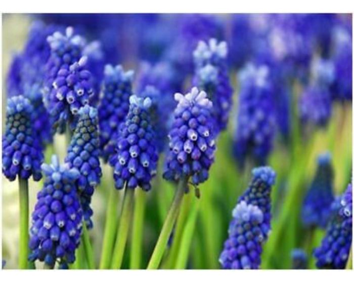 Fiori di settembre 4