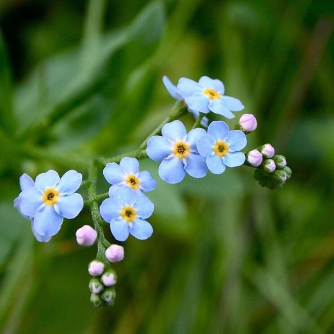 Fiori di settembre 5