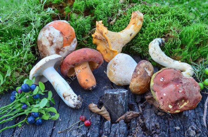 🌳 Nomi tavoli tema bosco (1)🌲 2