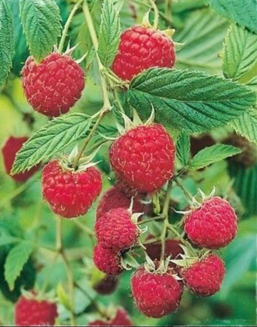 🌳 nomi tavoli tema bosco (2) 🌲 2