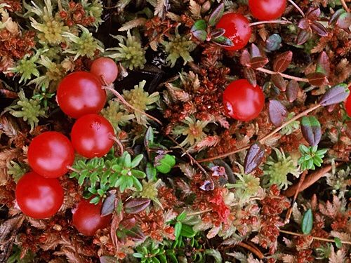 🌳 nomi tavoli tema bosco (2) 🌲 3