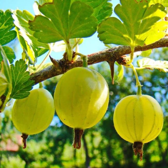 🌳 nomi tavoli tema bosco (2) 🌲 4