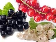 🌳 nomi tavoli tema bosco (2) 🌲 5