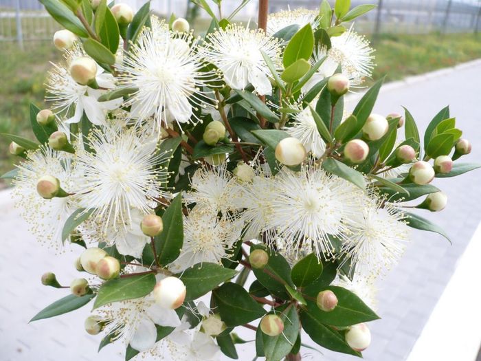 💐 scelta bouquet 1