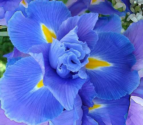 Allarme Fiori!! 3