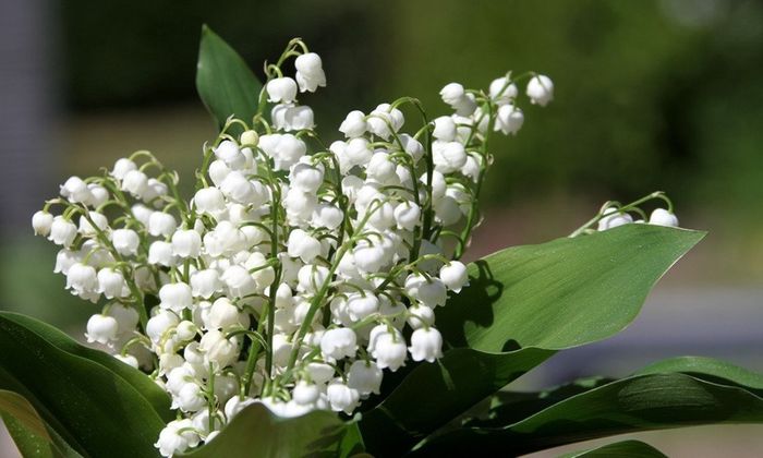 Bouquet mini. Quale dei due? 1