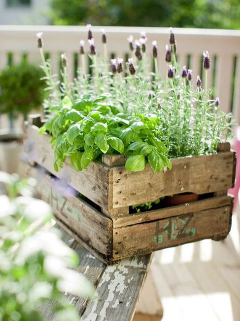 Tema erbe aromatiche fai da te 20