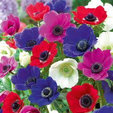 Bouquet...fiori di campo! 20