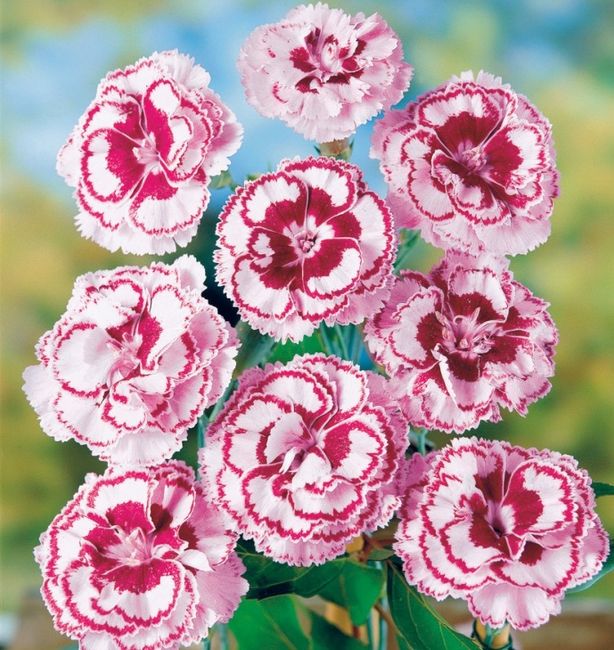 Bouquet...fiori di campo! 28