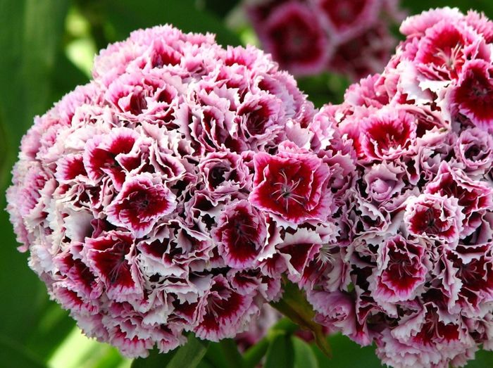 Bouquet...fiori di campo! 29