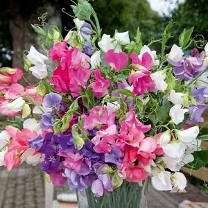 Bouquet...fiori di campo! 11