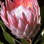 Bouquet con carciofi: sì o no? 1