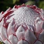 Bouquet con carciofi: sì o no? 2