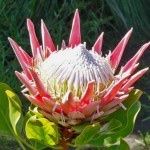 Bouquet con carciofi: sì o no? 3