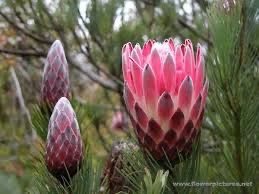 Bouquet con carciofi: sì o no? 4