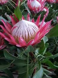 Bouquet con carciofi: sì o no? 5