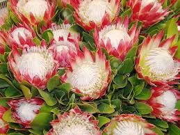 Bouquet con carciofi: sì o no? 6