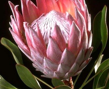 Problemino Bouquet 4