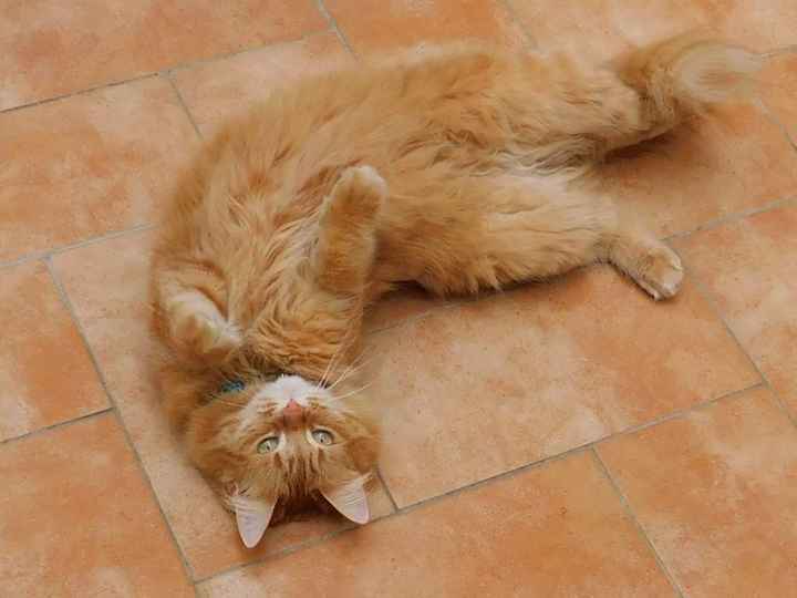 L'amore mio più grande - 1