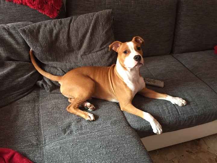 Too cute: i vostri amici animali - 1