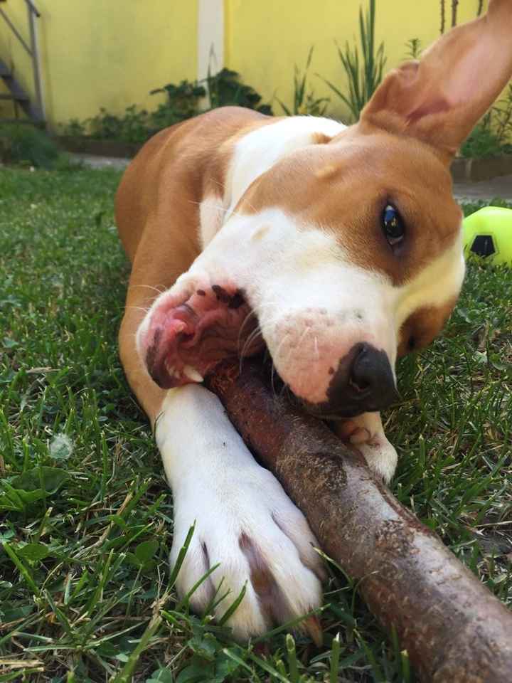 Le foto dei vostri animali - 2