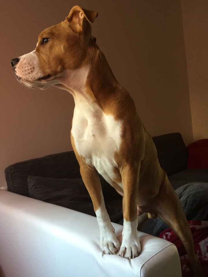 Le foto dei vostri animali - 3