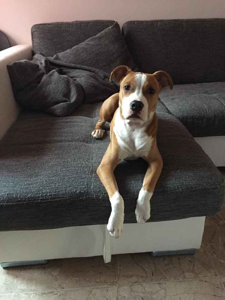 Too cute: i vostri amici animali - 1