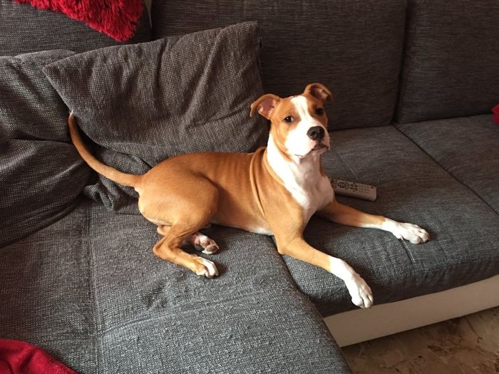 Too cute: i vostri amici animali - 1