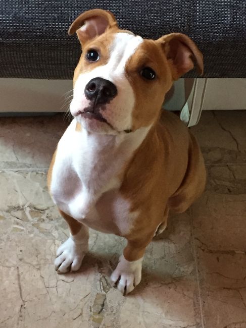 Too cute: i vostri amici animali - 2