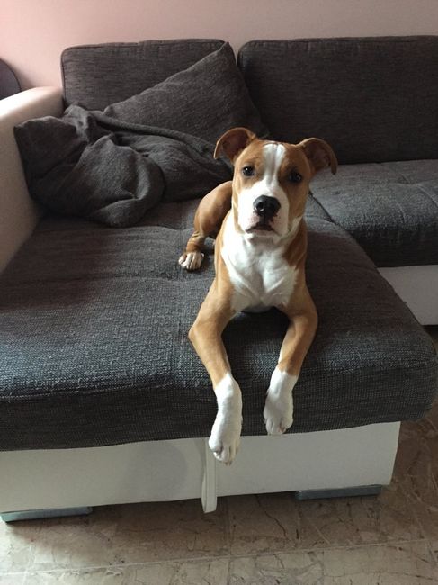 Too cute: i vostri amici animali - 1